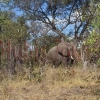Elefant im Busch